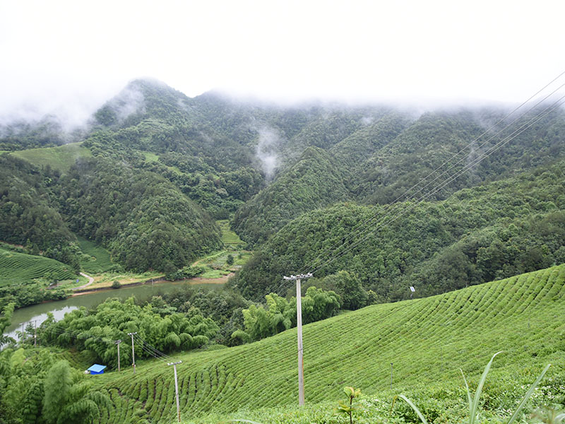 知道高山茶和平地茶之間的區別是什么嗎?